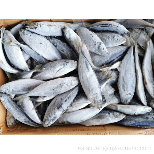 Pescado de caballa de caballos de mariscos congelados